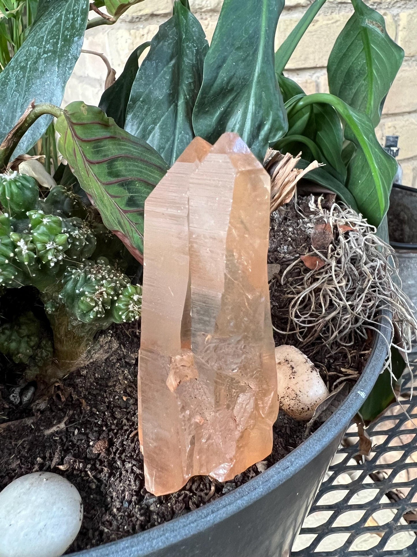 Rare Twin Gold Lemurian, new, high quality, 3.5”, crystal healing, gift