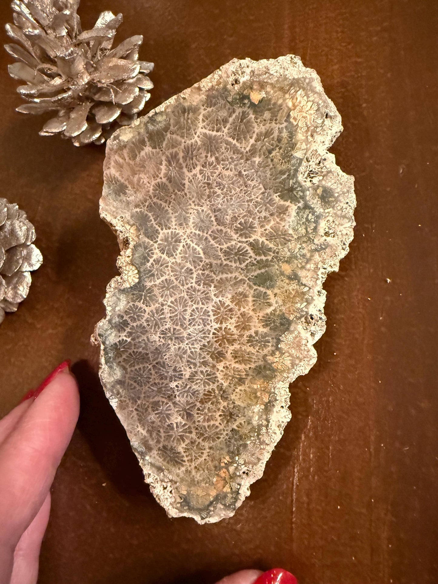 Fossilized Coral Slab, 4.5”, Amazing Patterns, Crystal Skulls, altar, gift, high vibration crystals