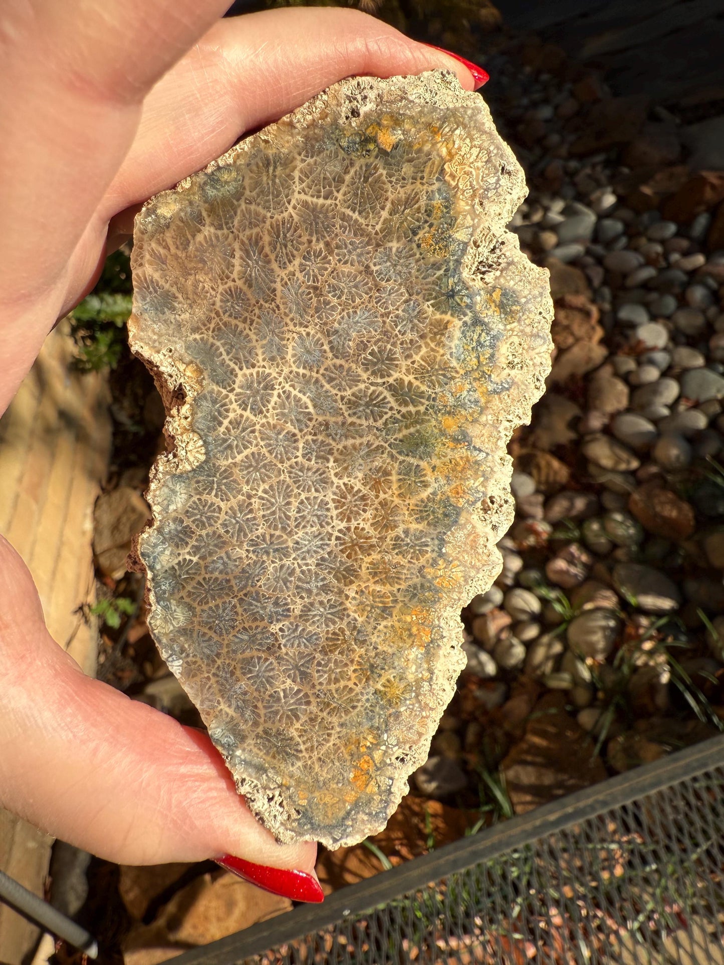 Fossilized Coral Slab, 4.5”, Amazing Patterns, Crystal Skulls, altar, gift, high vibration crystals