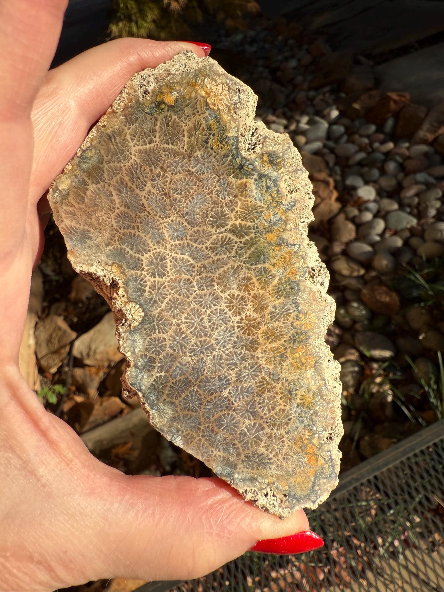 Fossilized Coral Slab, 4.5”, Amazing Patterns, Crystal Skulls, altar, gift, high vibration crystals