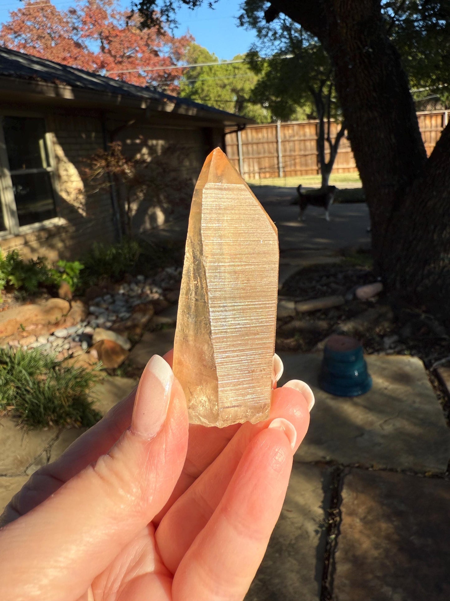 Banff-Blessed Golden Lemurian Wand, Rare, New, gift, 2.4”, crystal healing, high vibration crystals