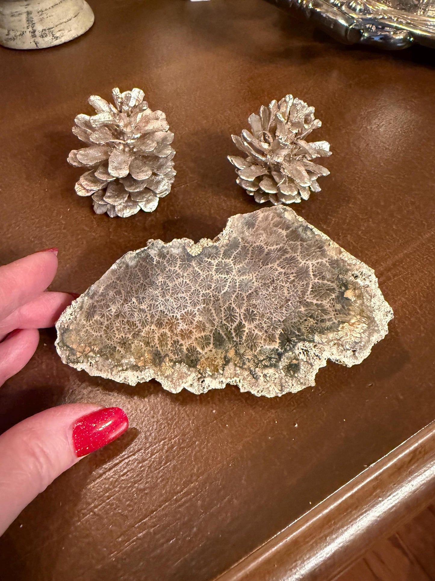 Fossilized Coral Slab, 4.5”, Amazing Patterns, Crystal Skulls, altar, gift, high vibration crystals