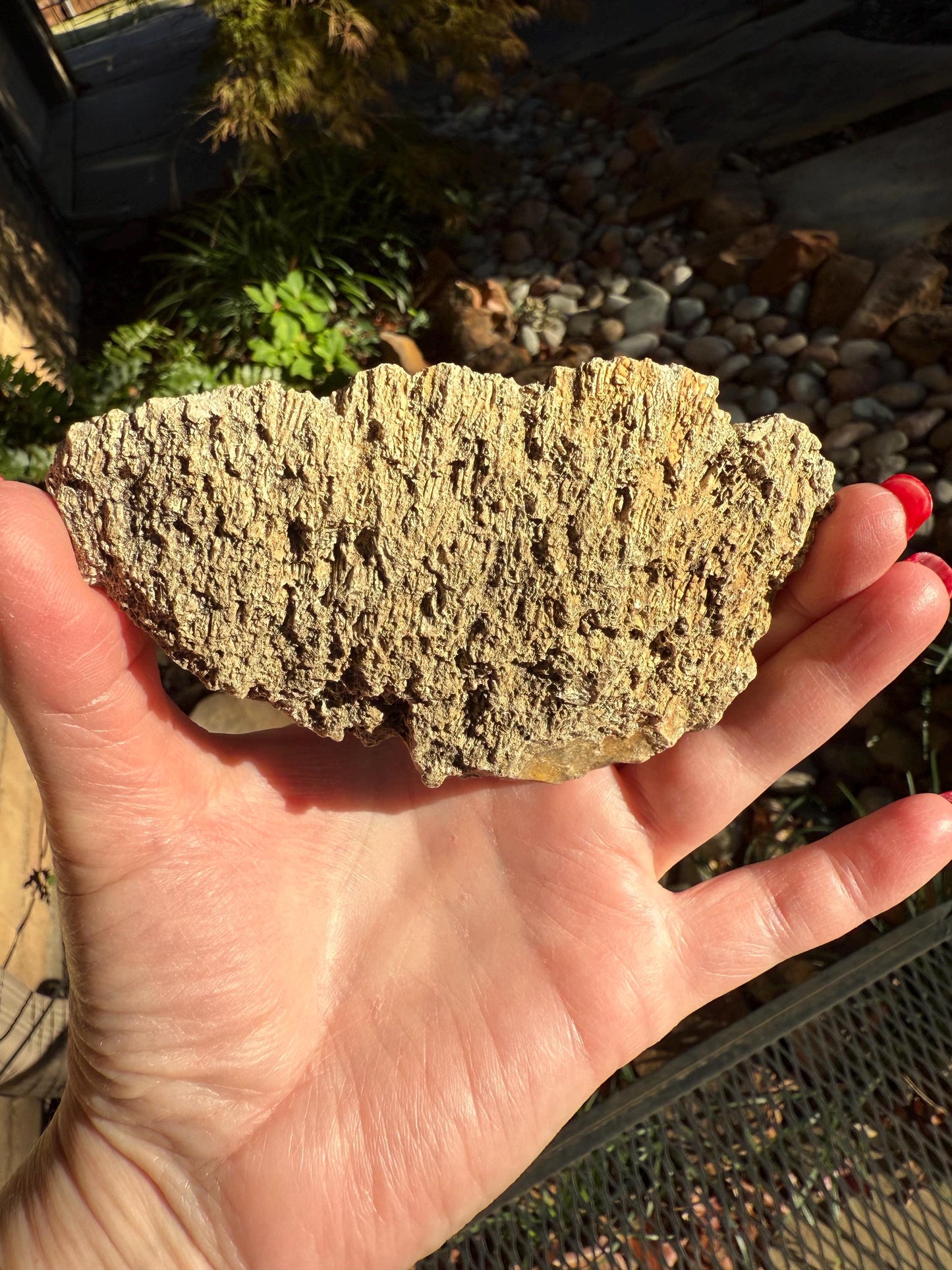 Fossilized Coral Slab, 4.5”, Amazing Patterns, Crystal Skulls, altar, gift, high vibration crystals
