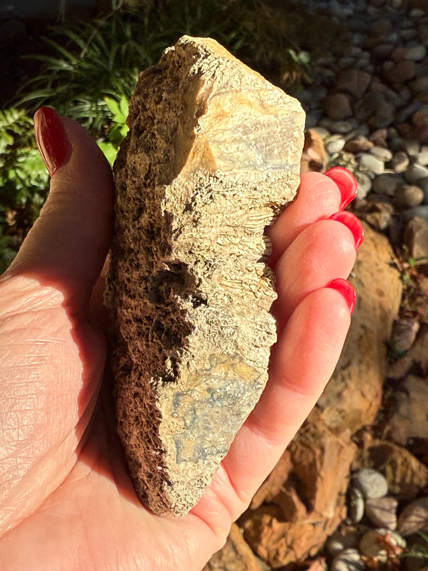Fossilized Coral Slab, 4.5”, Amazing Patterns, Crystal Skulls, altar, gift, high vibration crystals