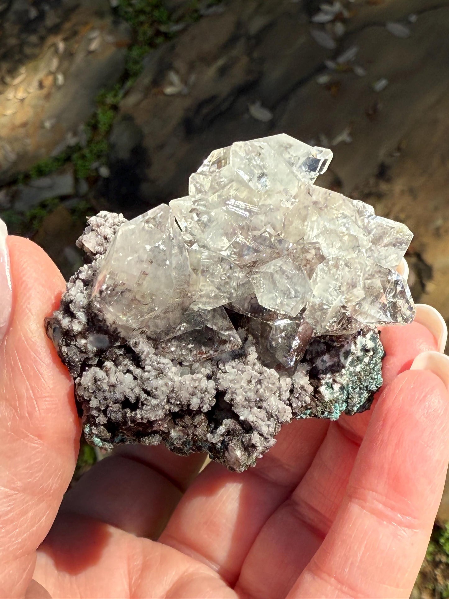 Sparkly Apophyllite Fairy Rosette Bed with points like diamonds, new, high vibration crystals, gifts, altar, 2”