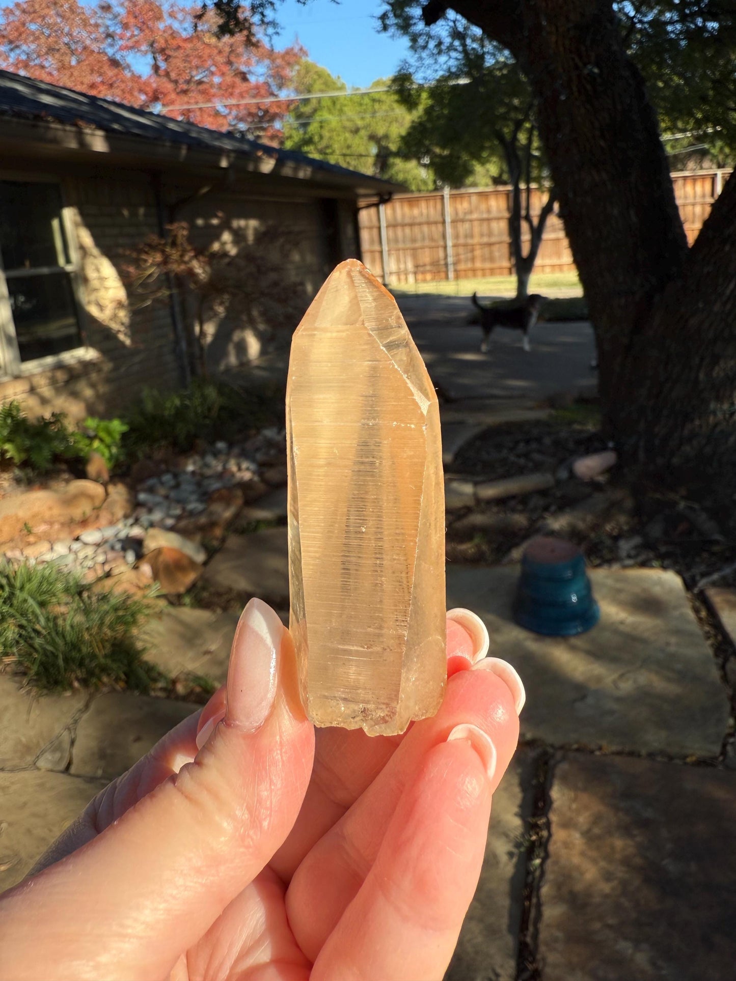 Banff-Blessed Golden Lemurian Wand, Rare, New, gift, 2.4”, crystal healing, high vibration crystals