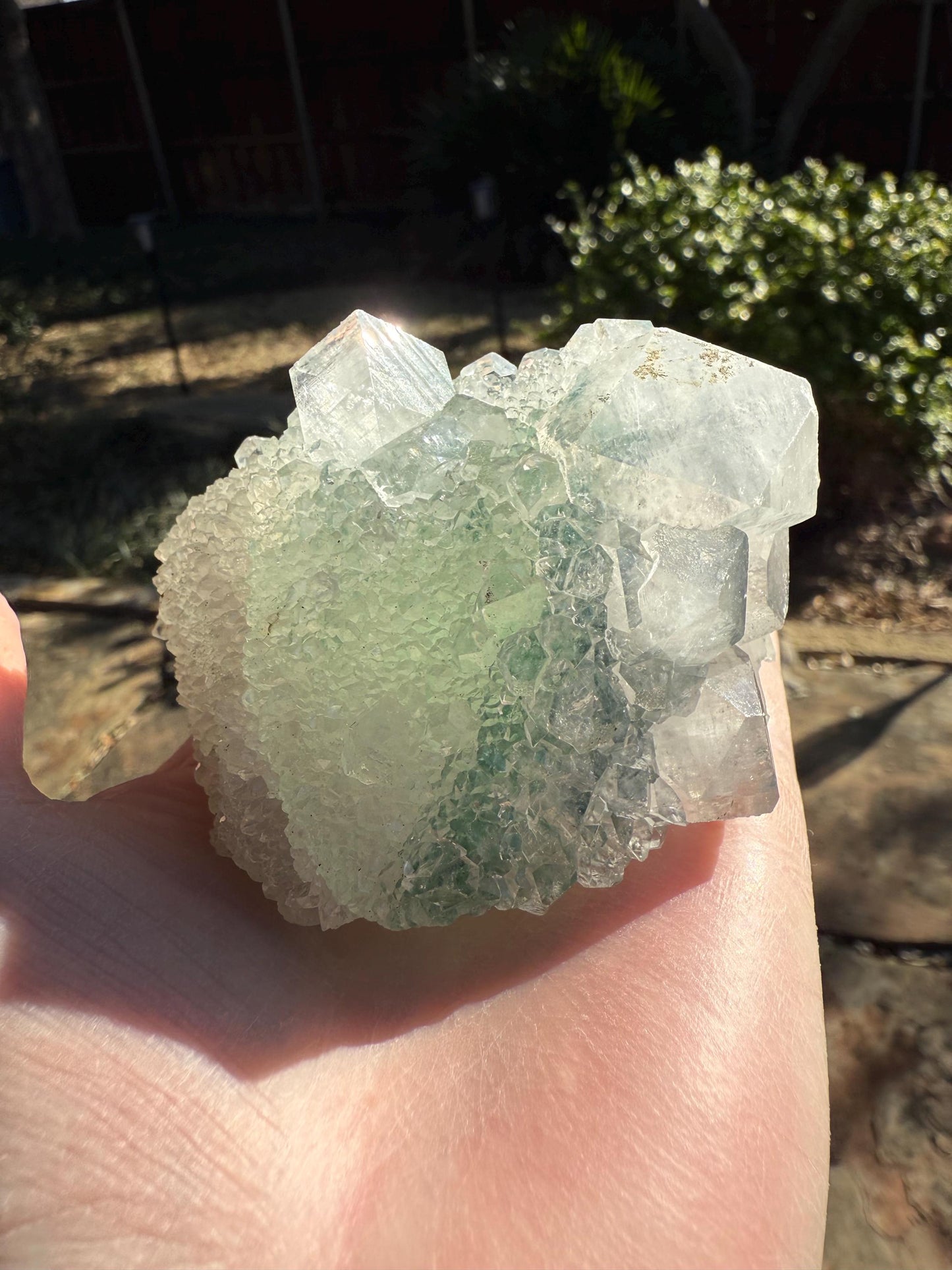 Apophyllite Fairy Rosette Bed with points like diamonds, new, high vibration crystals, gifts, altar, 3.5”