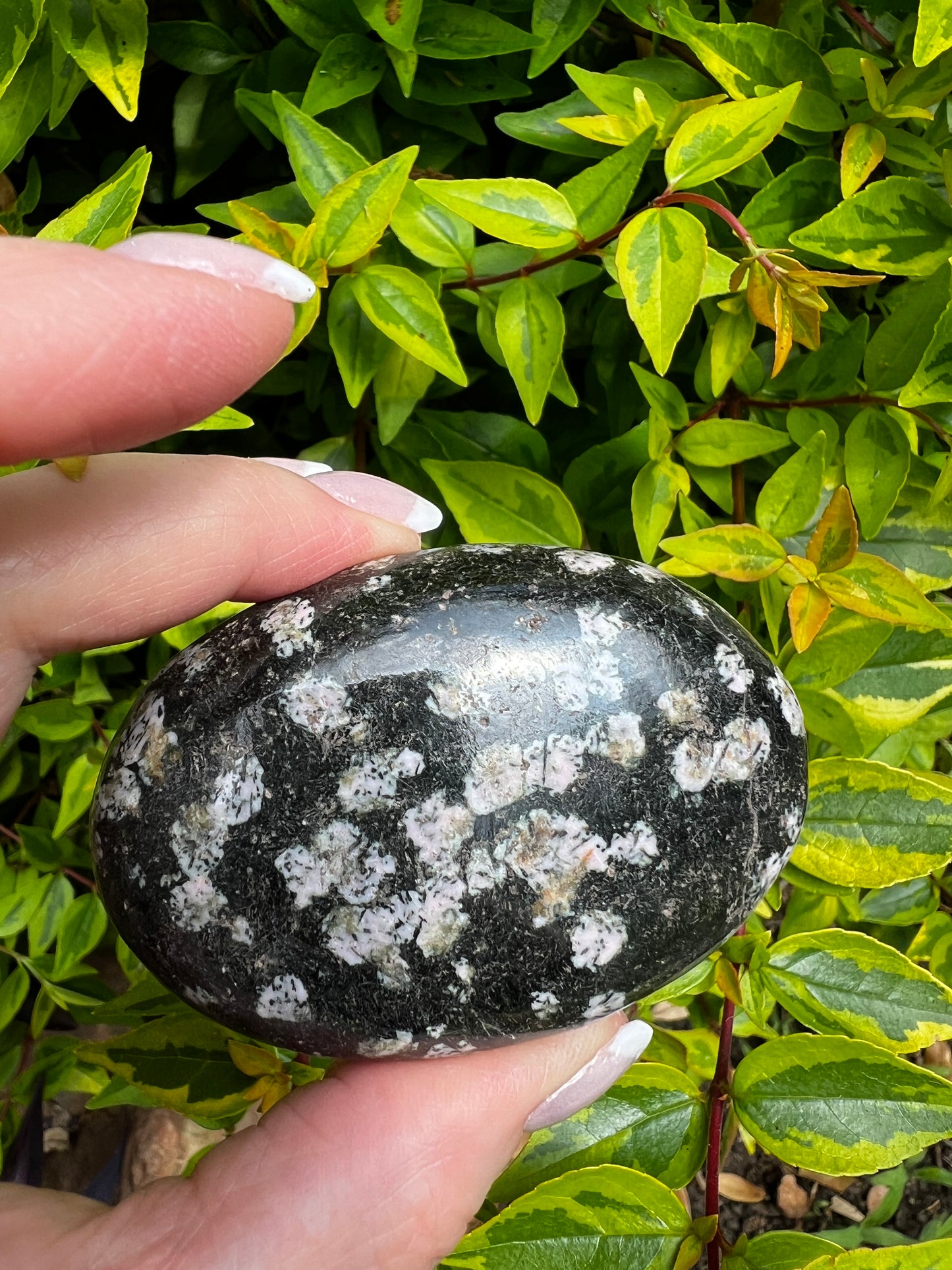 Snowflake Obsidian Palm 2.5”