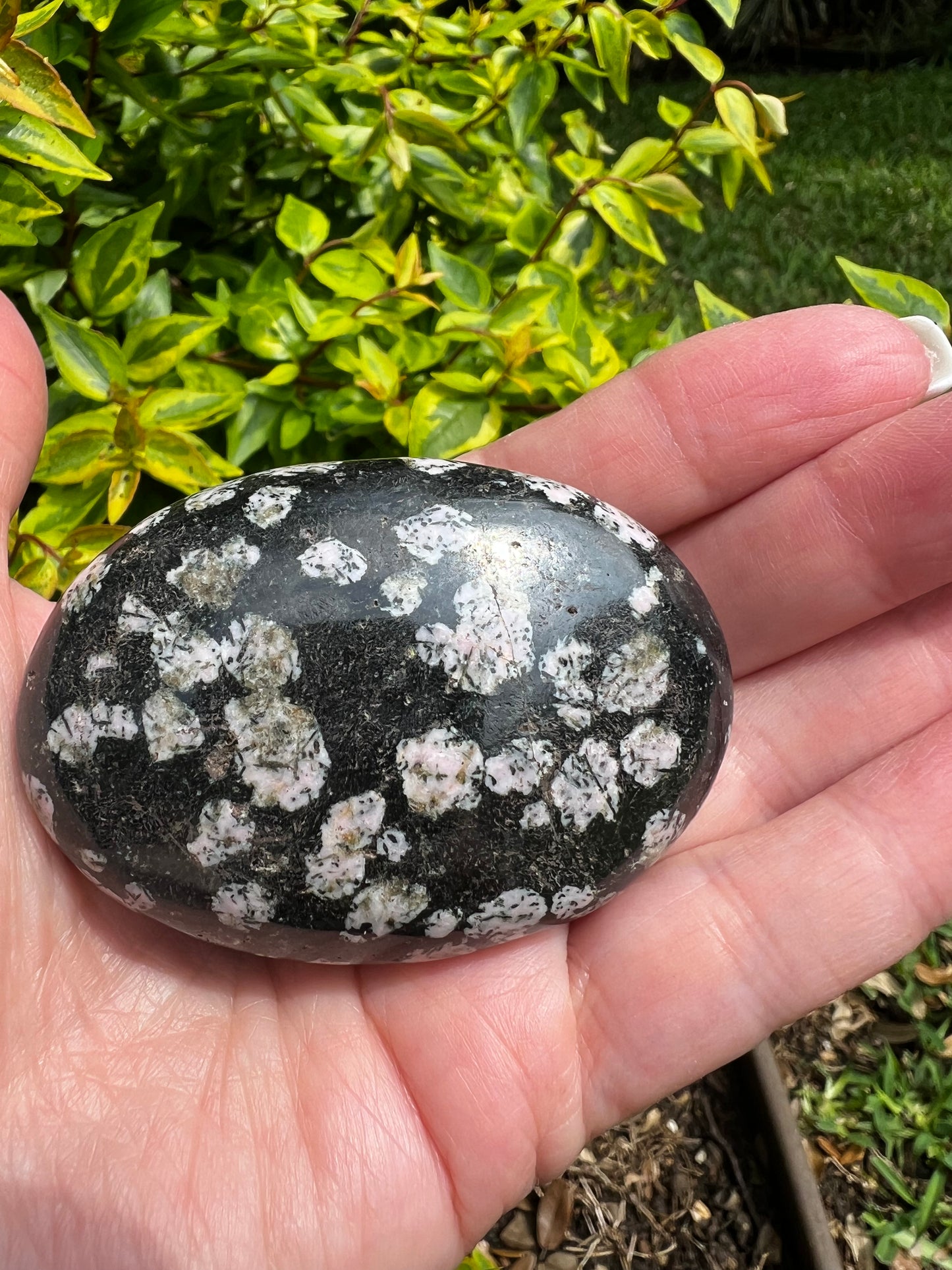 Snowflake Obsidian Palm 2.5”