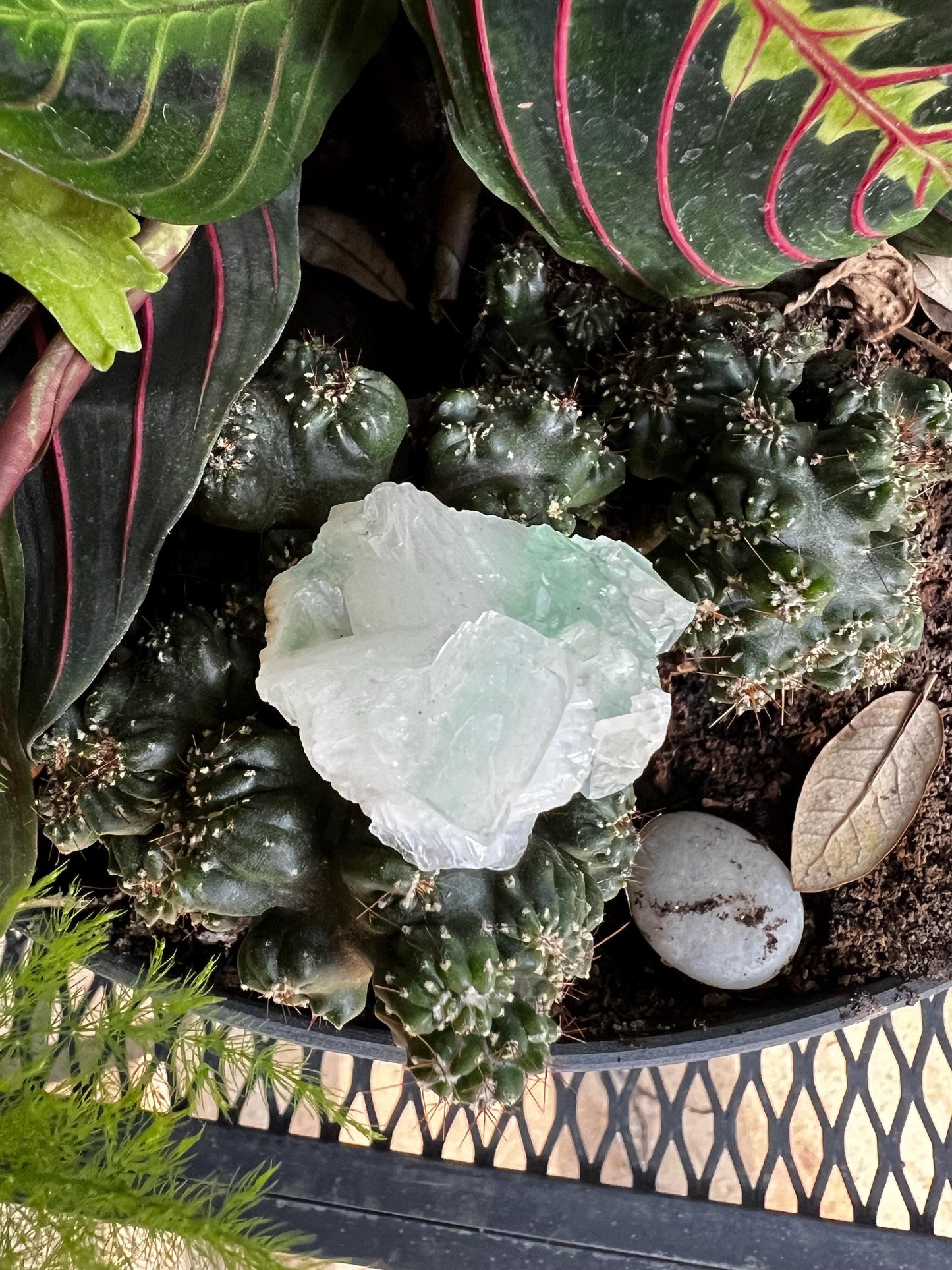 Green Apophyllite with sparkle, celadonite, new, 1”, high vibration crystals, gifts, altar