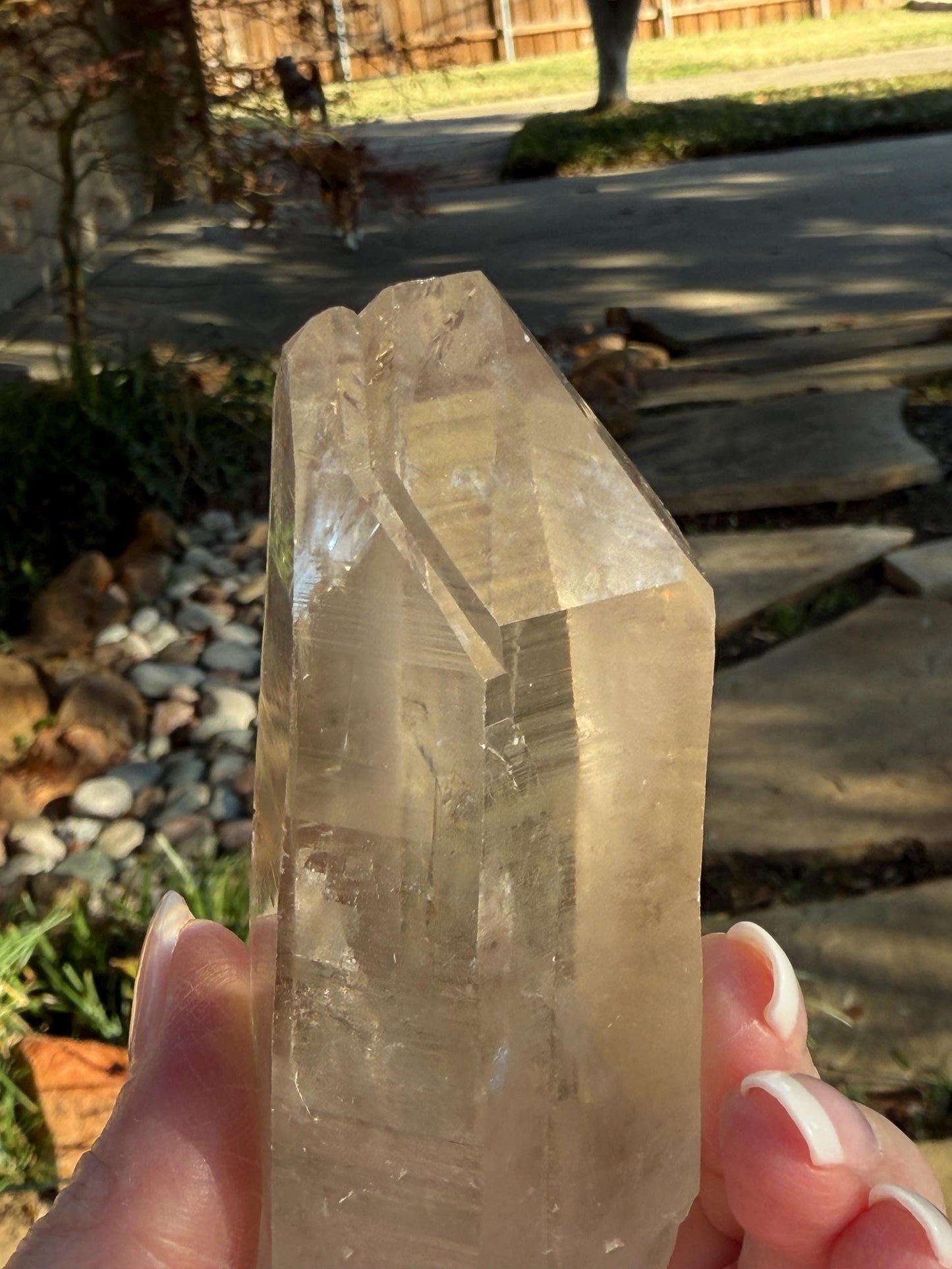 Rare Record Keeper Gold Twin Lemurian, new, high quality, 4”, crystal healing, gift